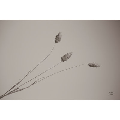 Grass Study by Nathan Larson - Wrapped Canvas Print