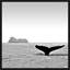 Majestic Orca' Framed Photographic Print