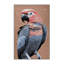  Tapis lavable Galah Birds-777656329