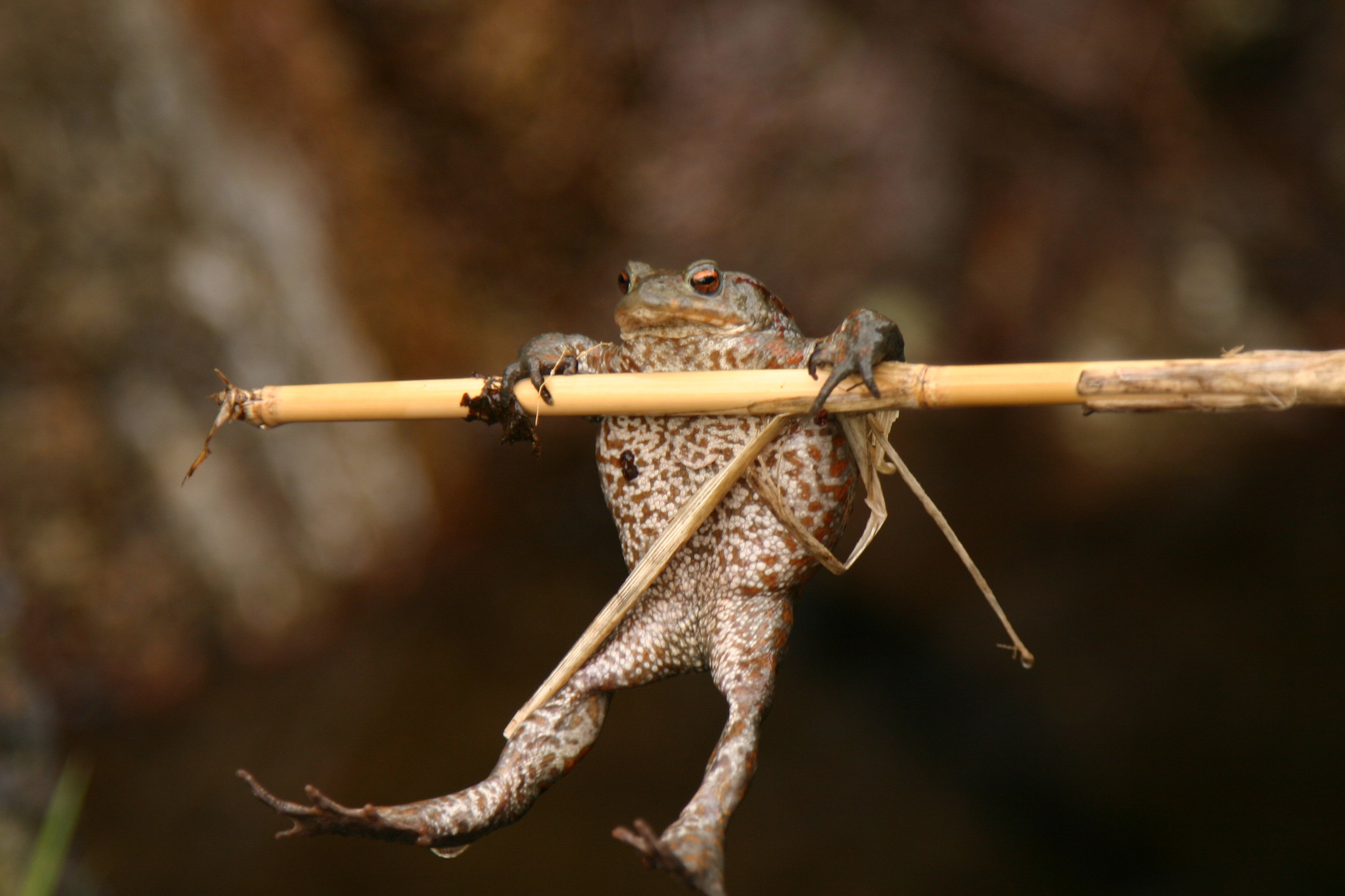 Latitude Run Frog Hanging by Emosyne - Wrapped Canvas Photograph ...