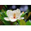 Magnolia Grandiflora / Magnolia du Sud / Bull Bay par Magicflute002