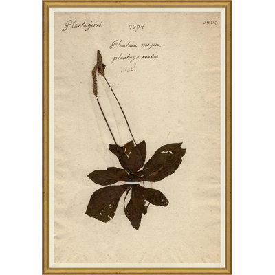 «Herbarium 3», peinture sur cadre
