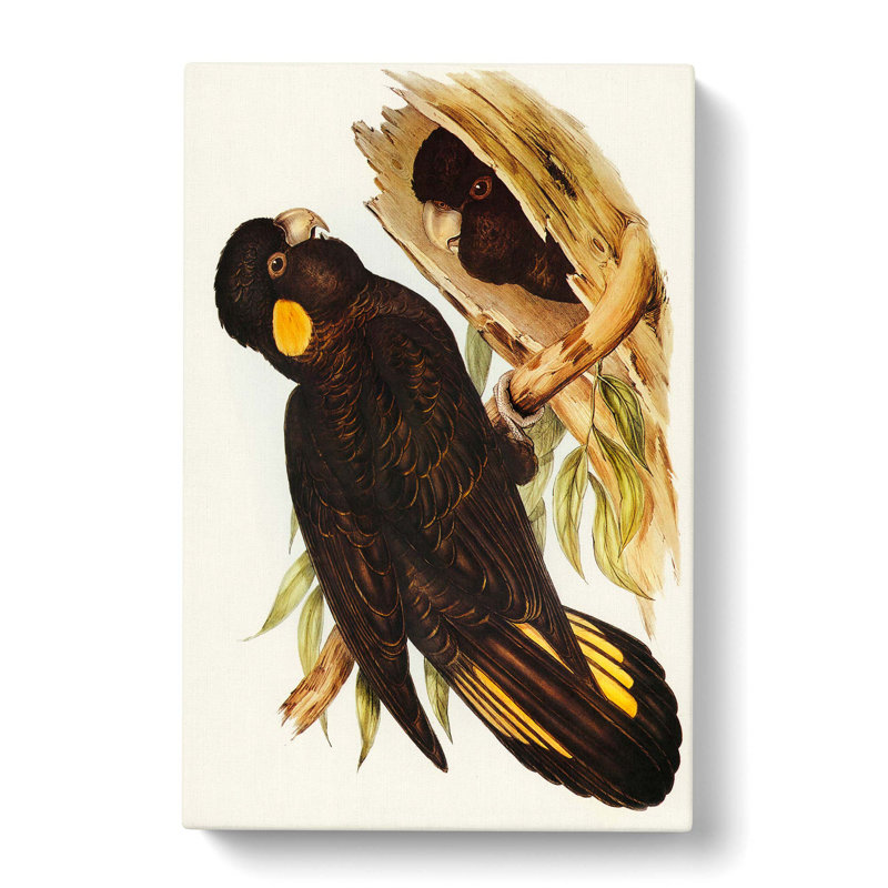 Yellow-Eared Black Cockatoos by Elizabeth Gould - Wrapped Canvas Painting, 76cm H x 50cm W x 3cm D
