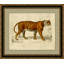 Royal Tiger Print