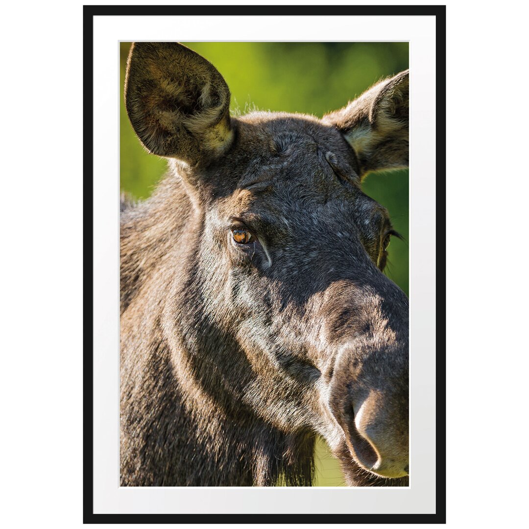 Kuh Elch in Wiese Gerahmter Fotodruck Poster