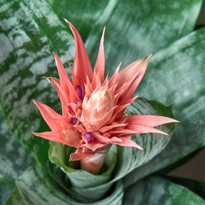 House Plant Shop Live Foliage Plant Low Maintenance Plant Rattan