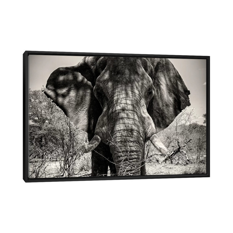 " Elephant Portrait " by Philippe Hugonnard, 40" H x 60" W x 1.5" D, Black Framed Canvas, No Mat