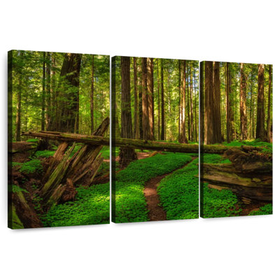Harnek Scenic Redwood Forest