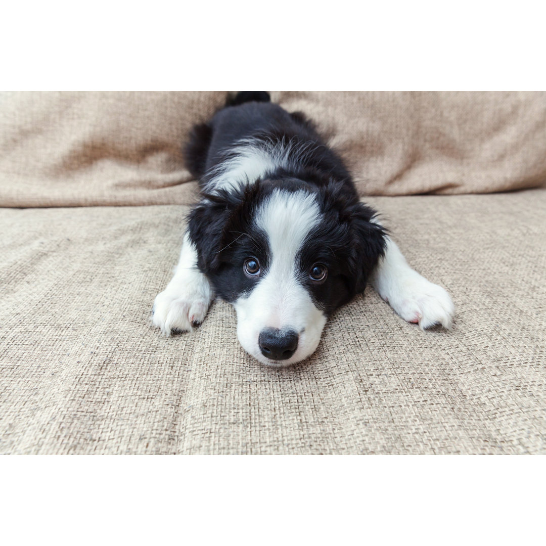 Leinwandbild Lustiges Porträt des niedlichen lächelnden Hundewelpen Border Collie zu Hause