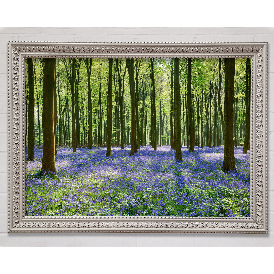 Mystical Bluebell Woodland - Einzelner Bilderrahmen Kunstdrucke