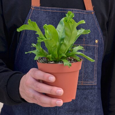 House Plant Shop Live Fern Plant & Reviews | Wayfair