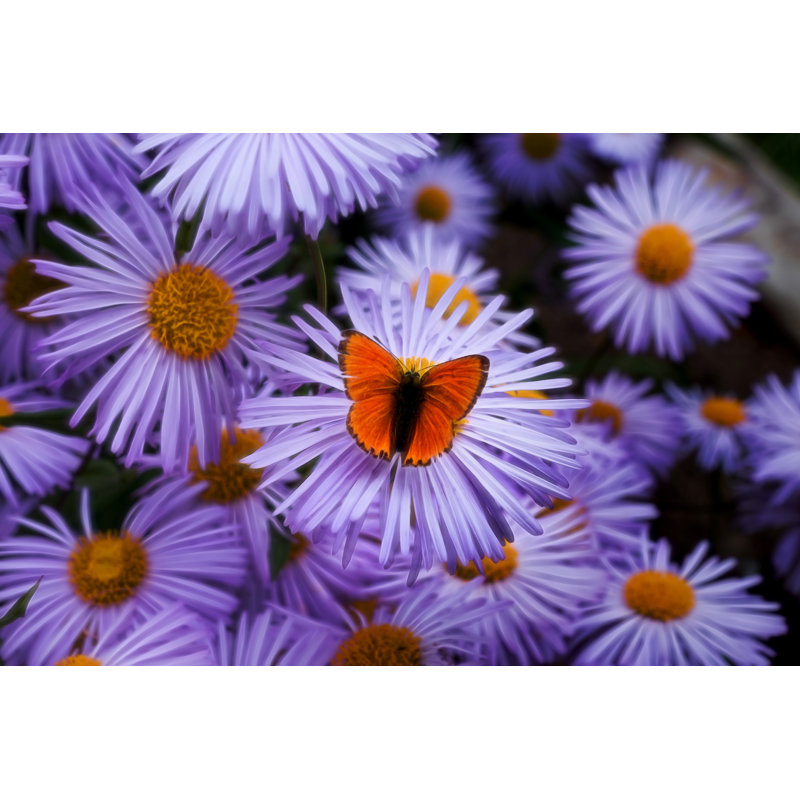 Butterfly - Wrapped Canvas Print, 30cm H x 46cm W