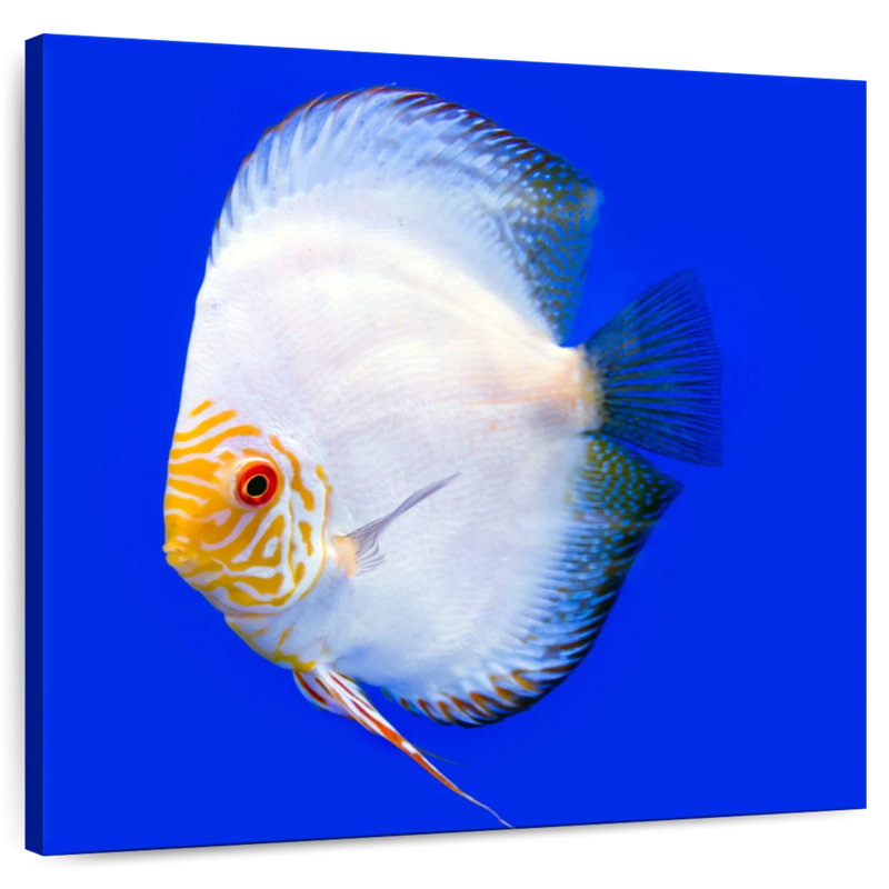 Brampt Pompadour Discus Fish, 16" H x 16" W