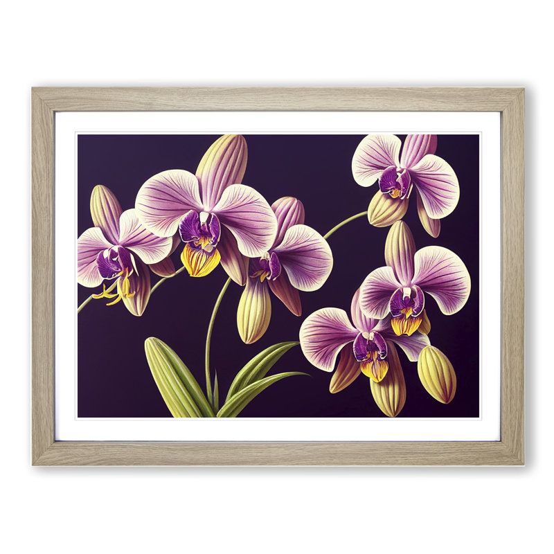 Captivating Orchid Flowers - Framed Print, Oak, 46cm H x 64cm W x 2cm D
