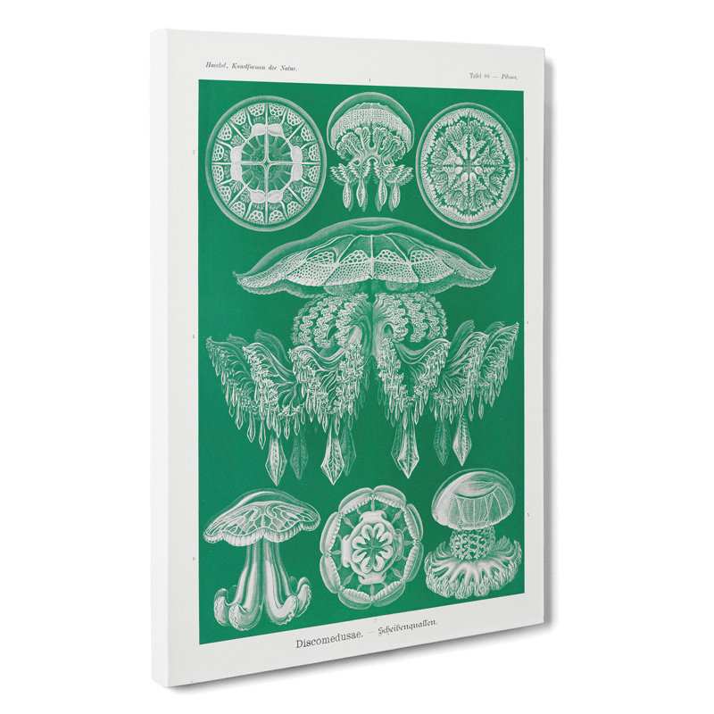 Discomedusae Jellyfish Vol.4 by Ernst Haeckel - Wrapped Canvas, 50cm H x 35cm W x 3cm D