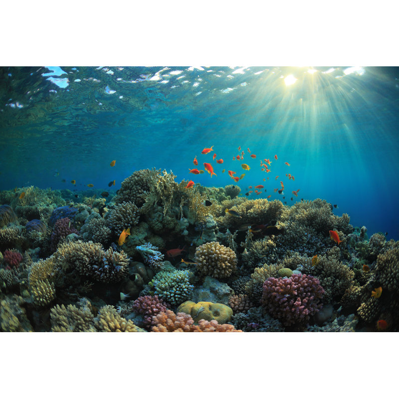 Coral Reef par Iborisoff - Photographie sur toile tendue, L 12 po x H 8 po