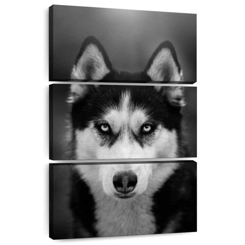 Husky sibérien Brampt, H 32 po x l 20 po