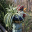 Statue de jardin fantaisiste «Freddie»