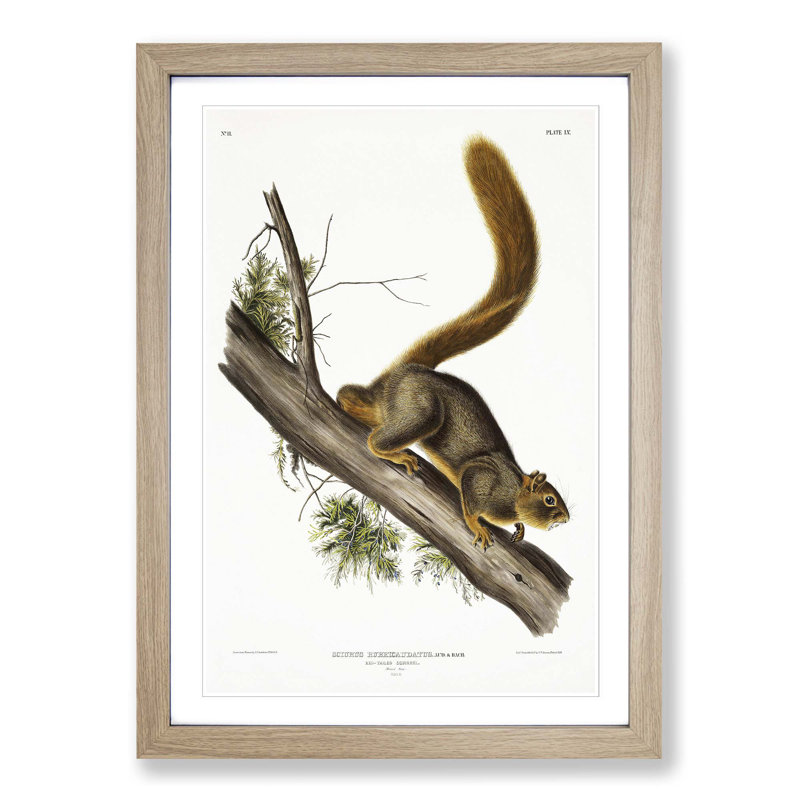 Red-Tailed Squirrel by J.W. Audubon - Picture Frame Painting Print, 65cm H x 48cm W x 2cm D, Oak Framed