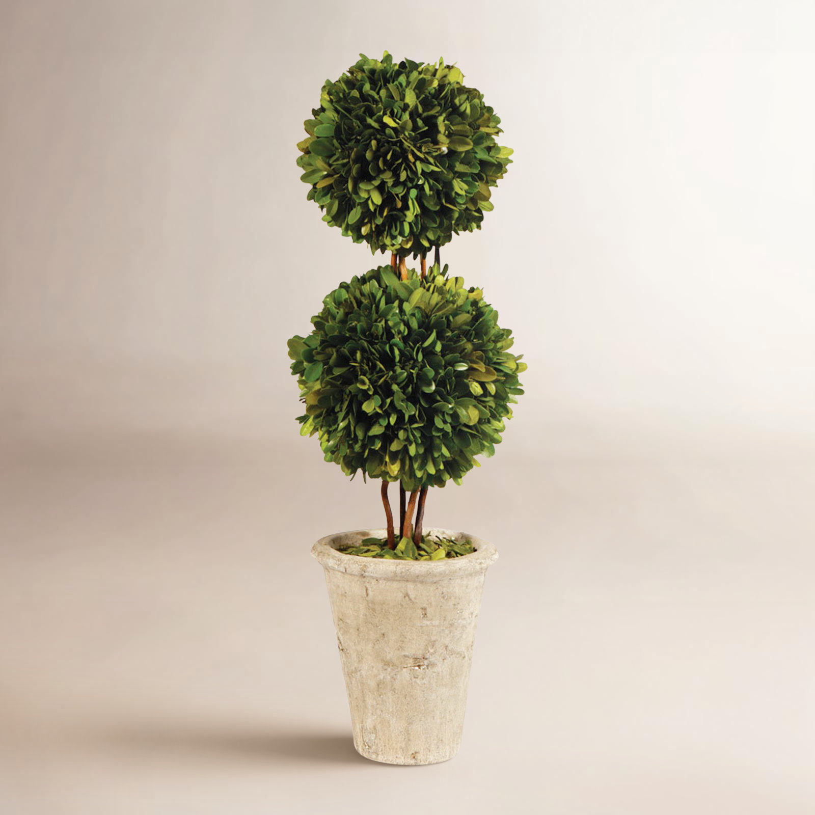 Alby Preserved Boxwood Topiary,  20" H x 6" W x 6" D
