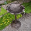 Bain d'oiseaux Ditmas Frog-1494633922