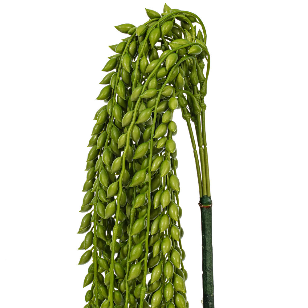 39" Senecio Succulent