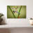 Frog Show Off-107886714