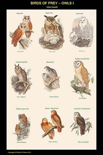 Impression d’art graphique, "birds of prey owls", H 42 po x l 28 po x P 1,5 po