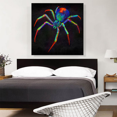 " Black Window Spider Web Arachnid "