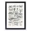 Study of Crustaceans by Oliver Goldsmith - Framed Print-55730458-55730465