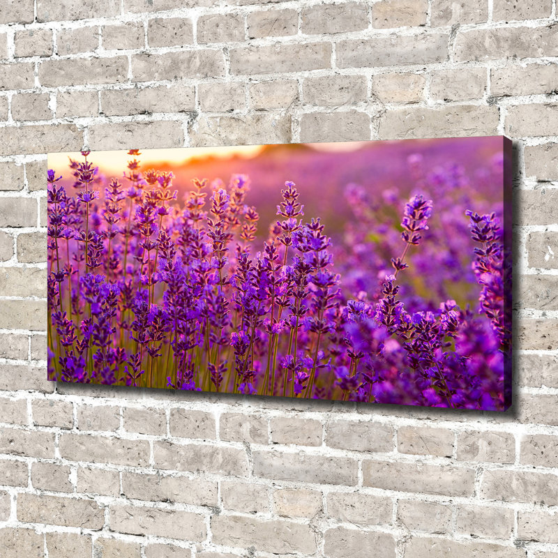 Lavender Field - Wrapped Canvas Print
