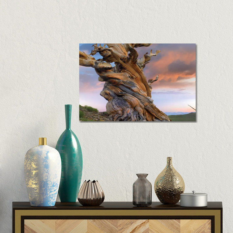 Foxtail Pine Tree, Twisted Trunk Of An Ancient Tree, Sierra Nevada, California III 1 Piece Wrapped Canvas Wall Art