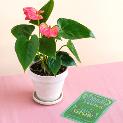 House Plant Shop Live Foliage Plant Low Maintenance Plant Rattan