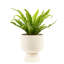 Bird''s Nest Fern in Ceramic Planter