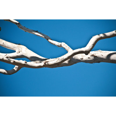 White Branch - Wrapped Canvas Print