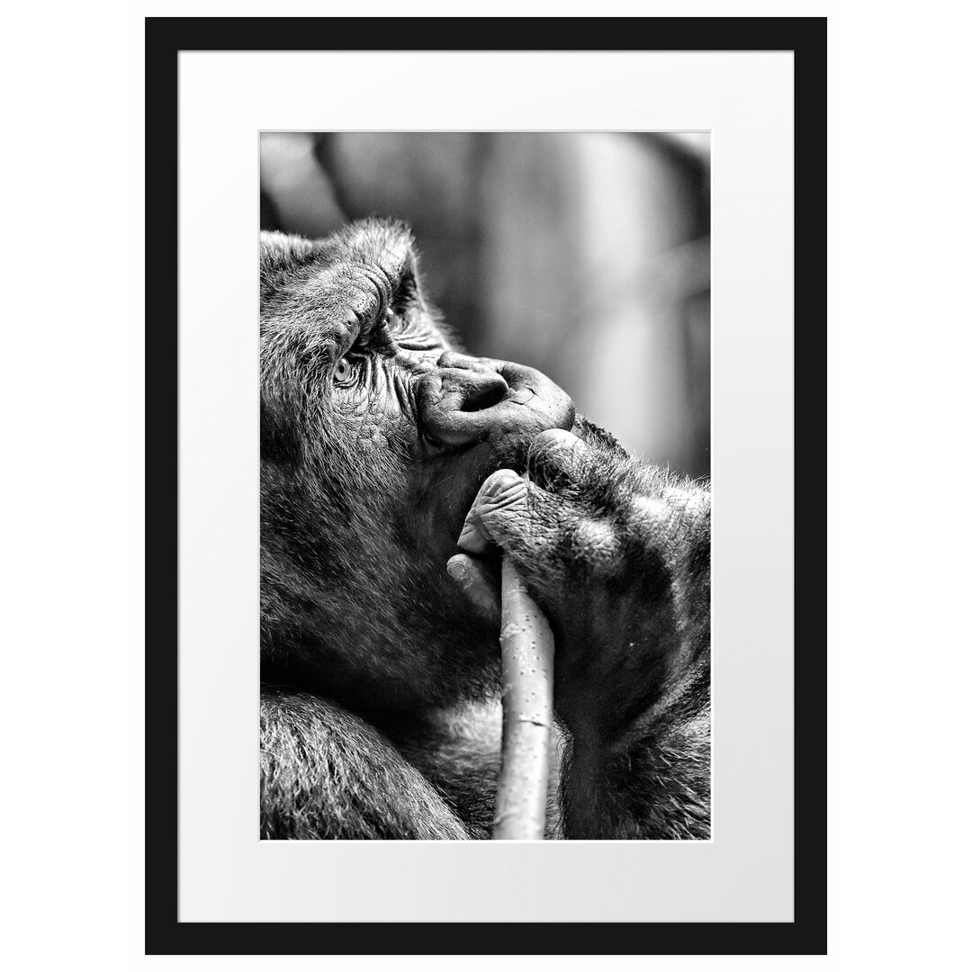 Gerahmtes Poster Gorilla isst