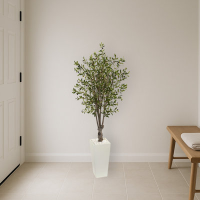 Olive Tree in White Tower Planter