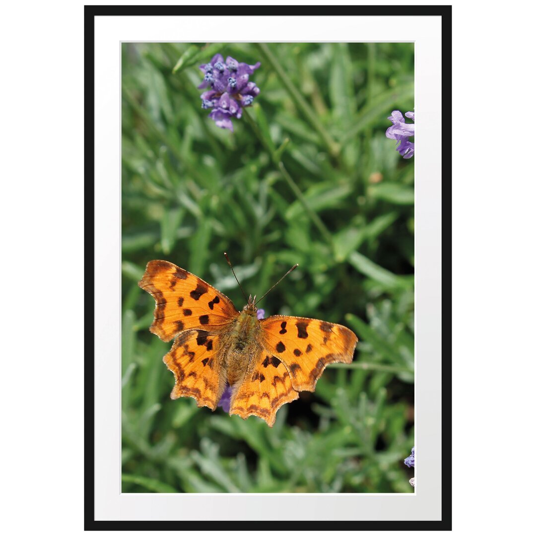 Schmetterling in Blumenwiese Gerahmter Fotodruck Poster