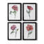 Watercolor Floral Contour I - Ensemble de 4 peintures sur toile encadrées-1987276761-1987276760