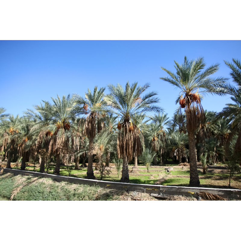 Magnusson Oasis Of Date Palms - Wrapped Canvas Print, 51cm H x 76cm W x 3.8cm D