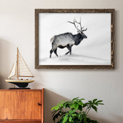 Lone Bull