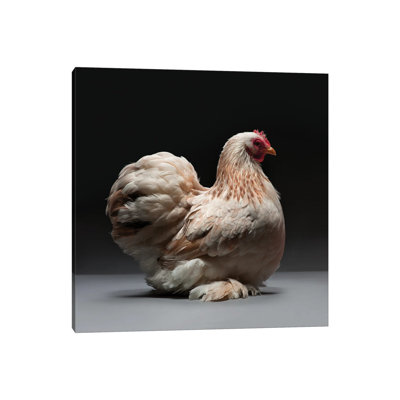 " Cochin Bantam "