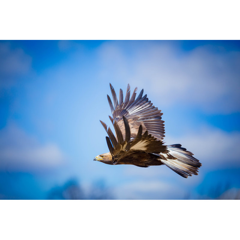 «Flying Golden Eagle» par Emranashraf - Photographie sur toile tendue, L 48 po x H 32 po