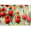 Canvas Picture Tulips Time