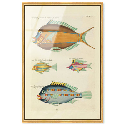 Renard Fish Folio II, estampe acrylique encadrée, art animalier vintage par Art Remedy, cadre doré, 30 x 45