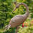 Theressa Large Whopping Crane Metal Garden Statue Set