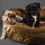 Cub Polyester Pet Bed-890635940