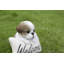 Shih Tzu avec statue de bienvenue
