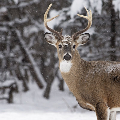 White-Tailed Deer Buck - Wrapped Canvas Print