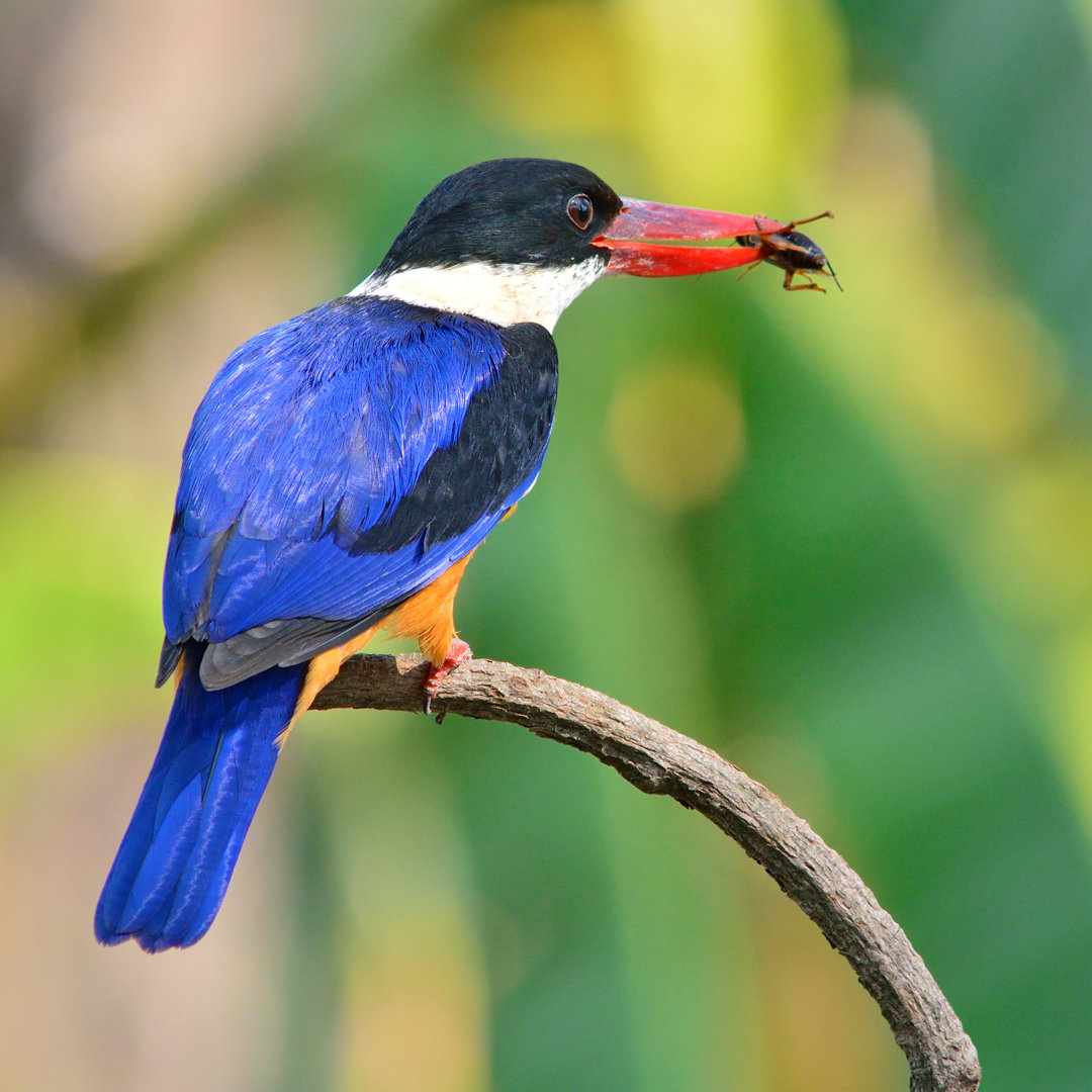 Eisvogel von Thawats - Druck